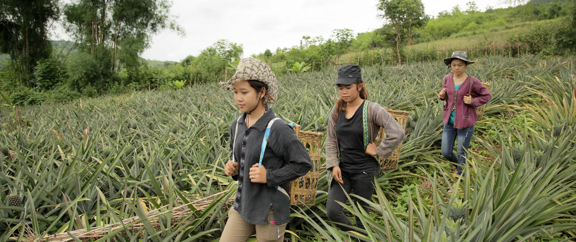 Pineapple farm and rural village, Lao PDR, full size