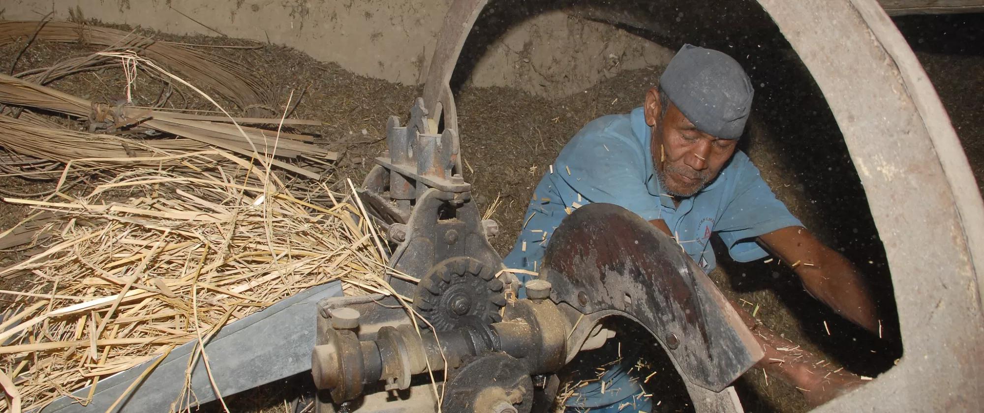 Nepalese farmer cutting straws