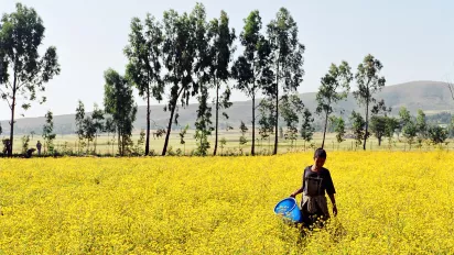 A woman on a plantation in Addis Ababa, Ethiopia.