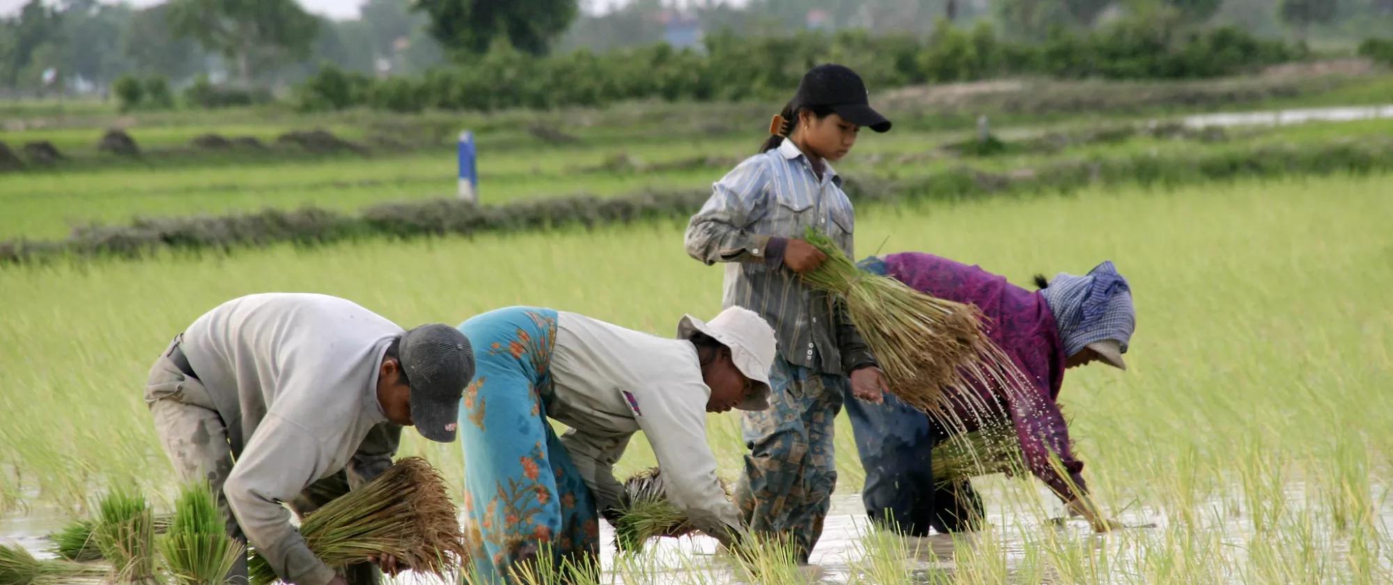 A group of farmers plant rice in a flooded field