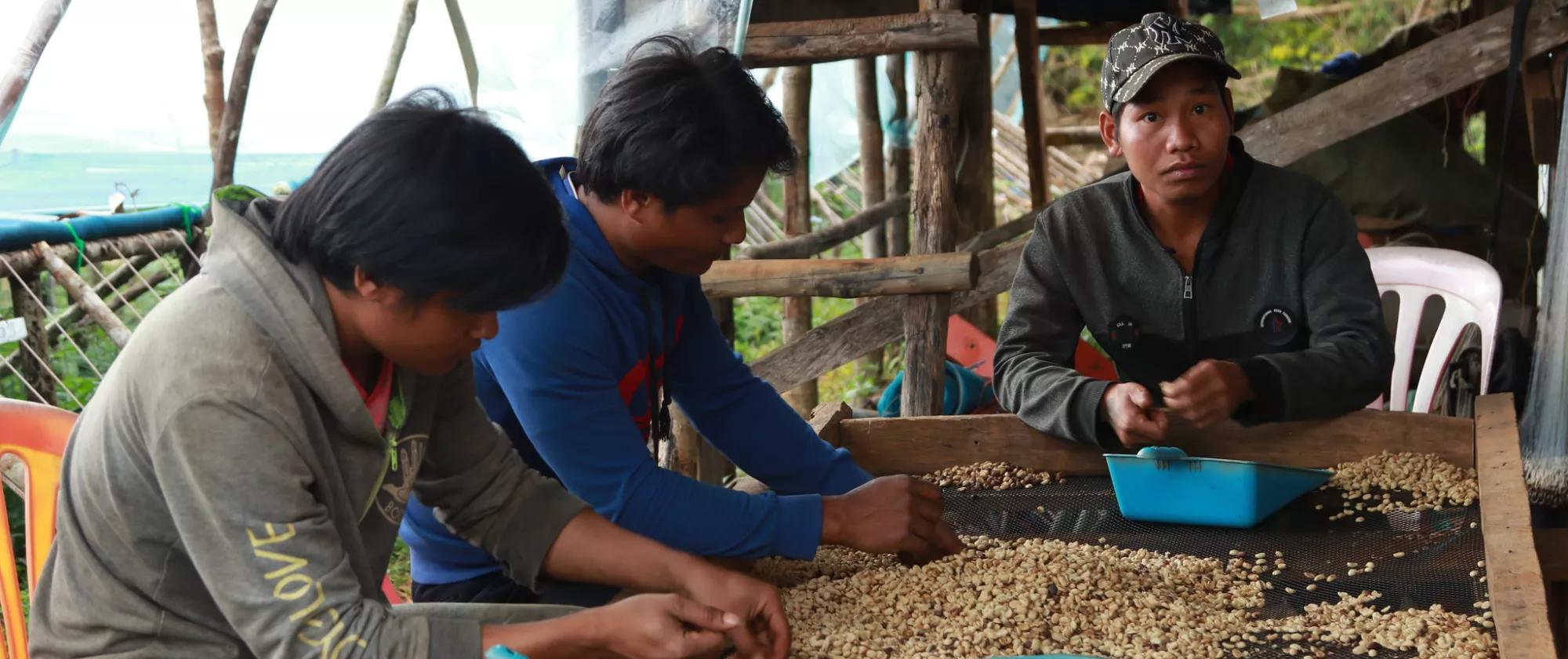 Three men working around a table sorting through coffee cherries