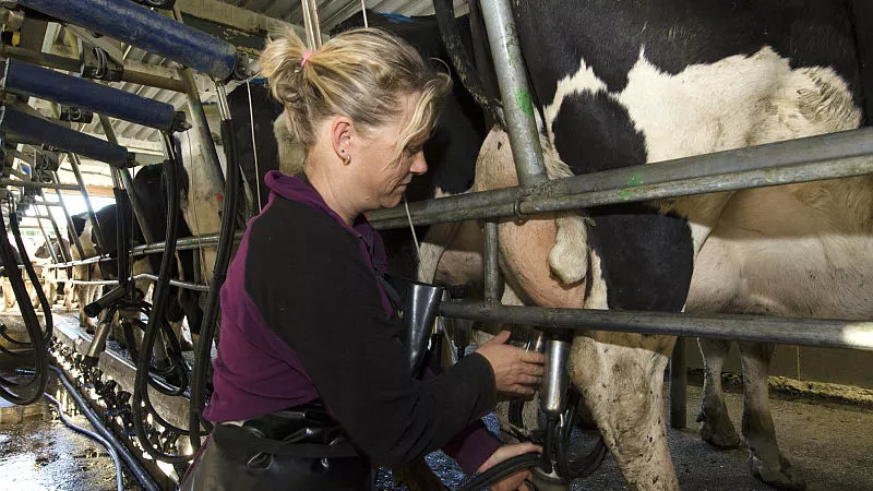 Dairy farming worker in New Zealand