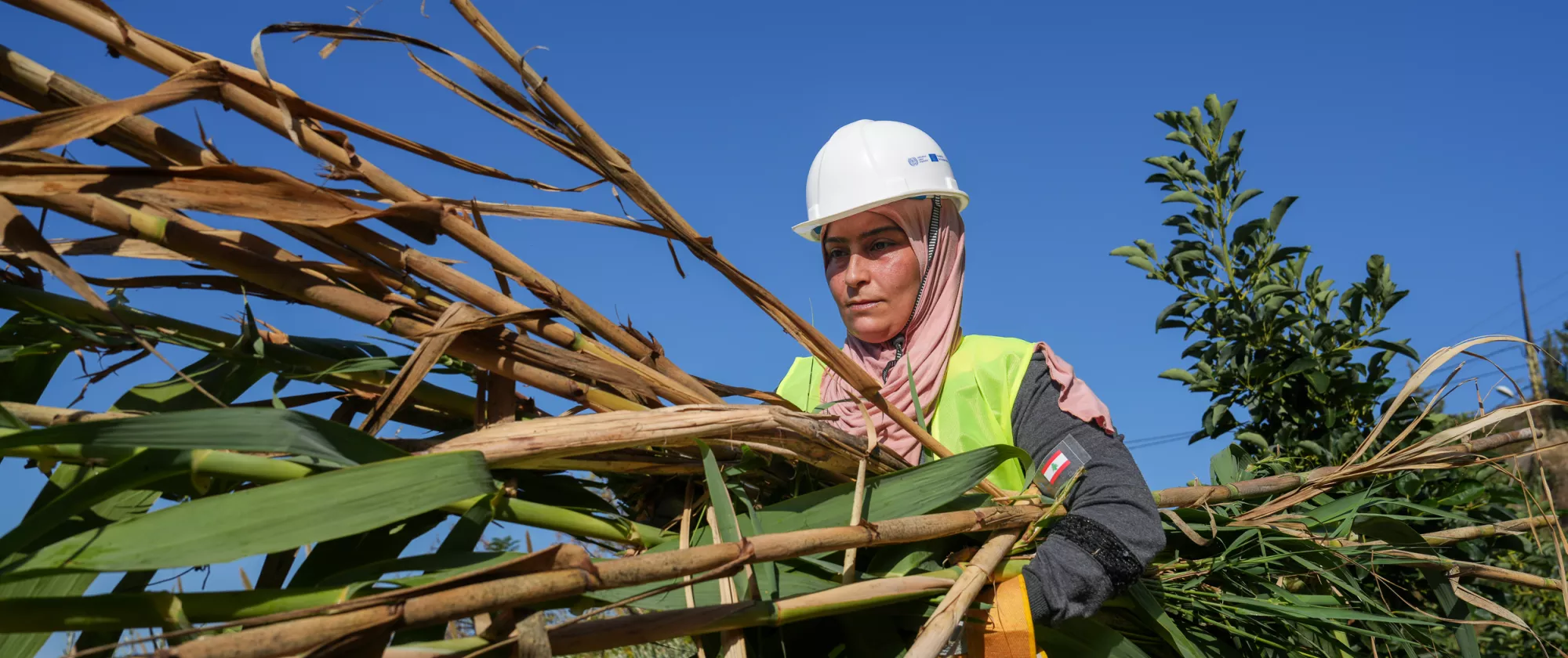 A woman worker collecting reeds in a field, in Lebanon