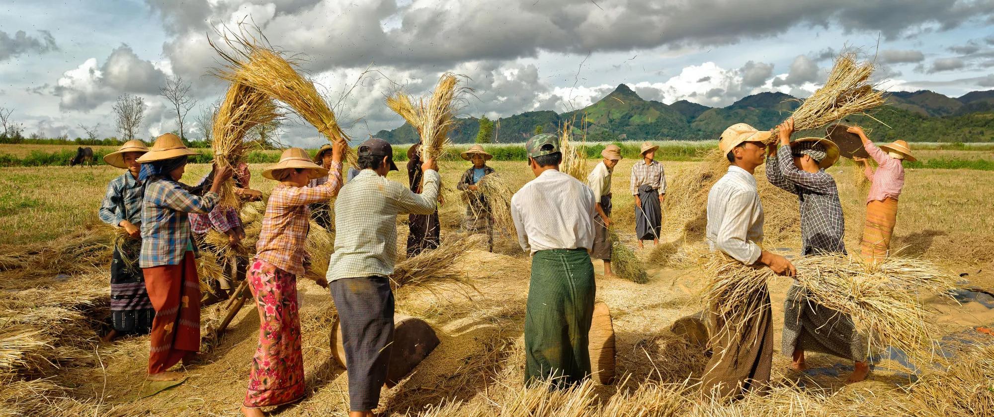 Farmers work in rice field at Taunggyi of Myanmar