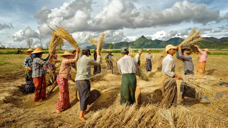 Farmers work in rice field at Taunggyi of Myanmar