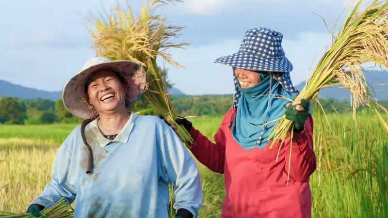 Happy Thai female farmers harvesting rice in countryside of Thailand