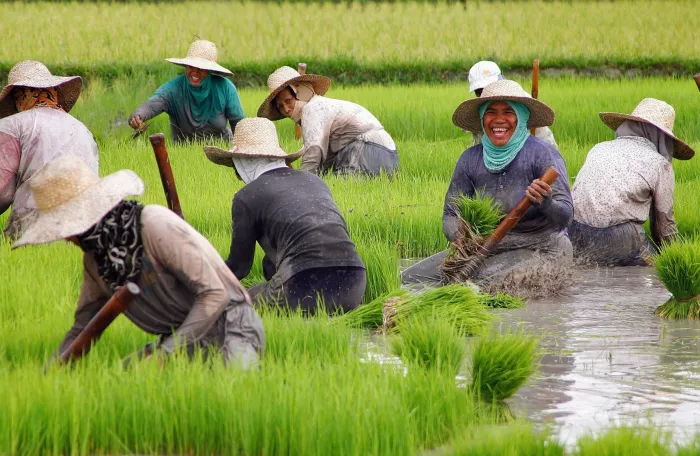 A group of women working in a paddy filed.