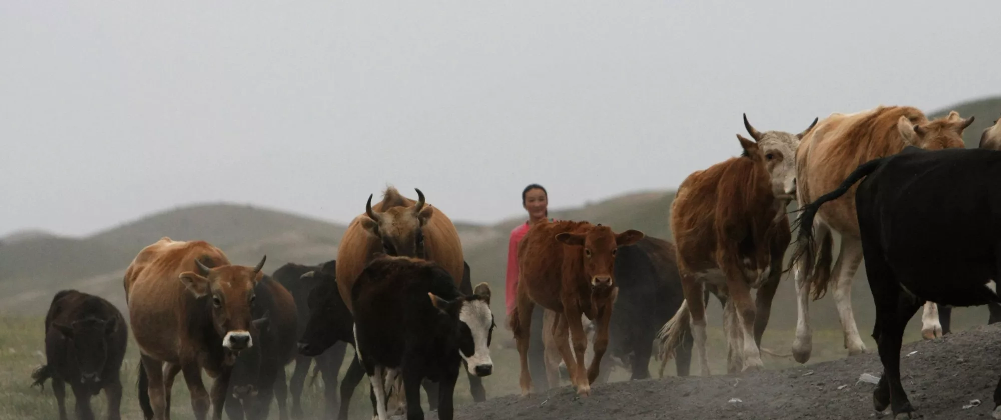 A young woman works herding cows in a field with hills in the background.