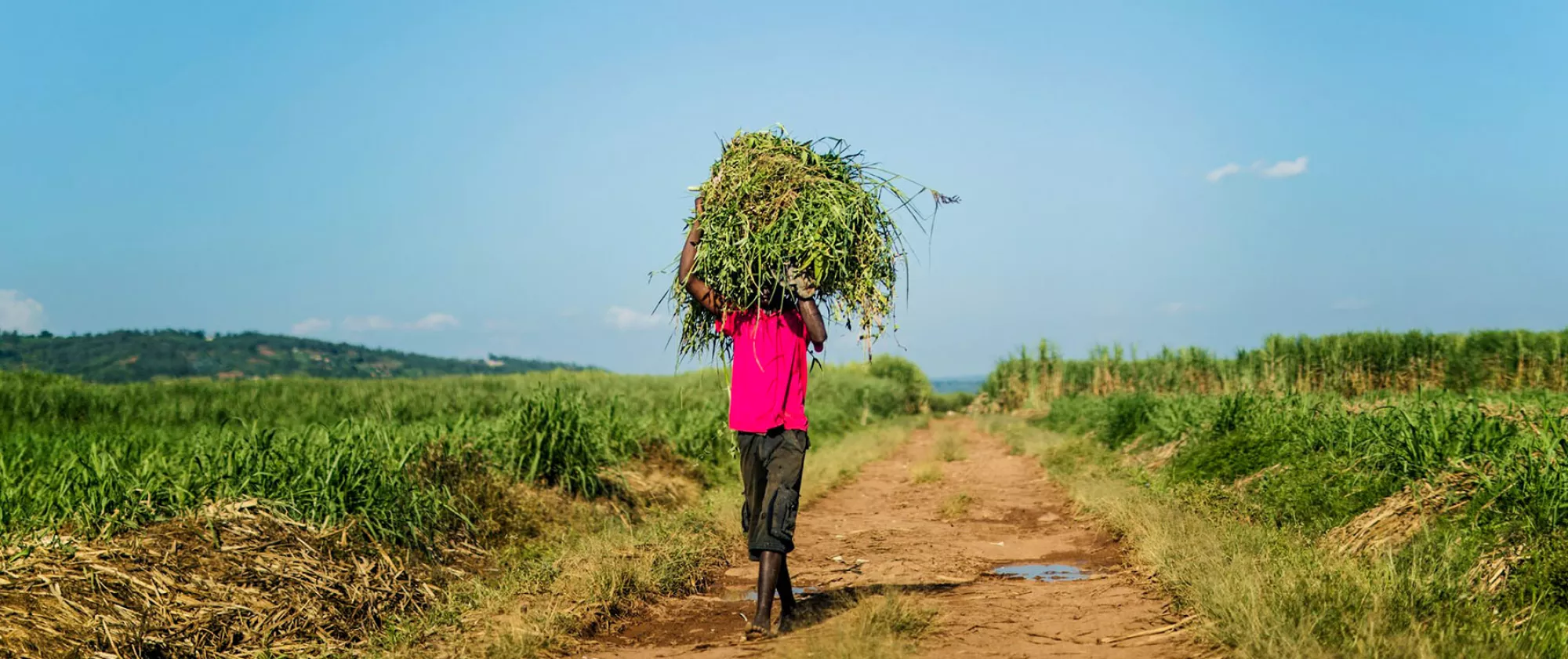 portrait of man carrying some produce in a farm field