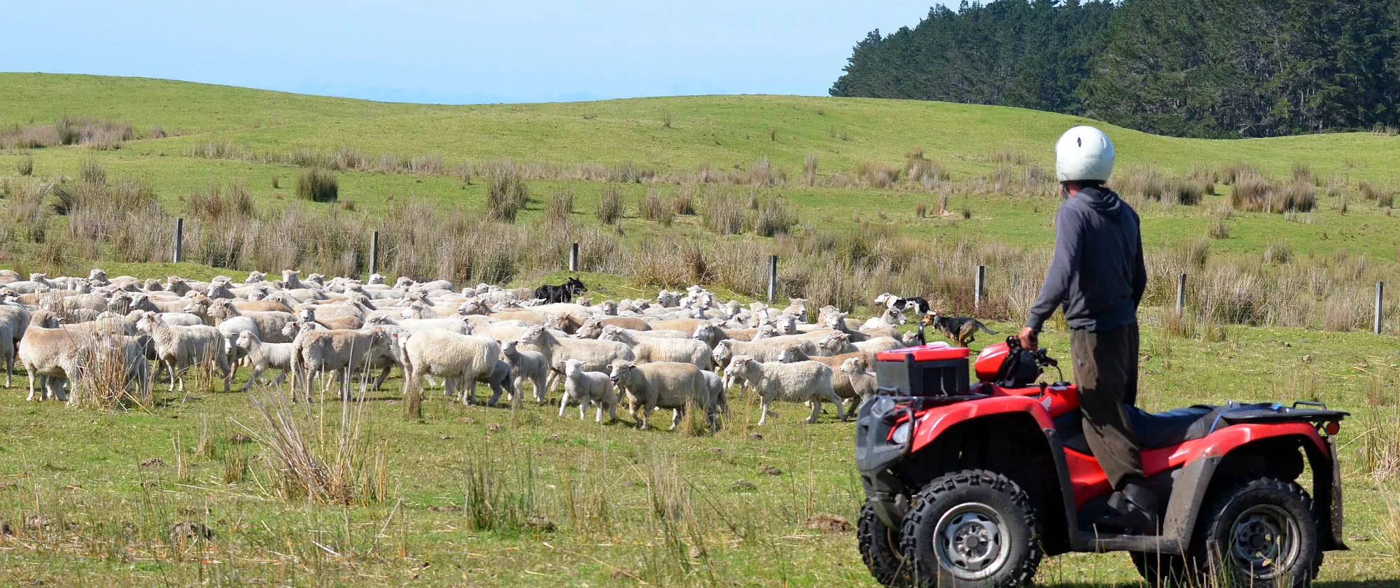 Shepherd on a quad bike sheep herding with dogs on a sheep farm in New Zealand