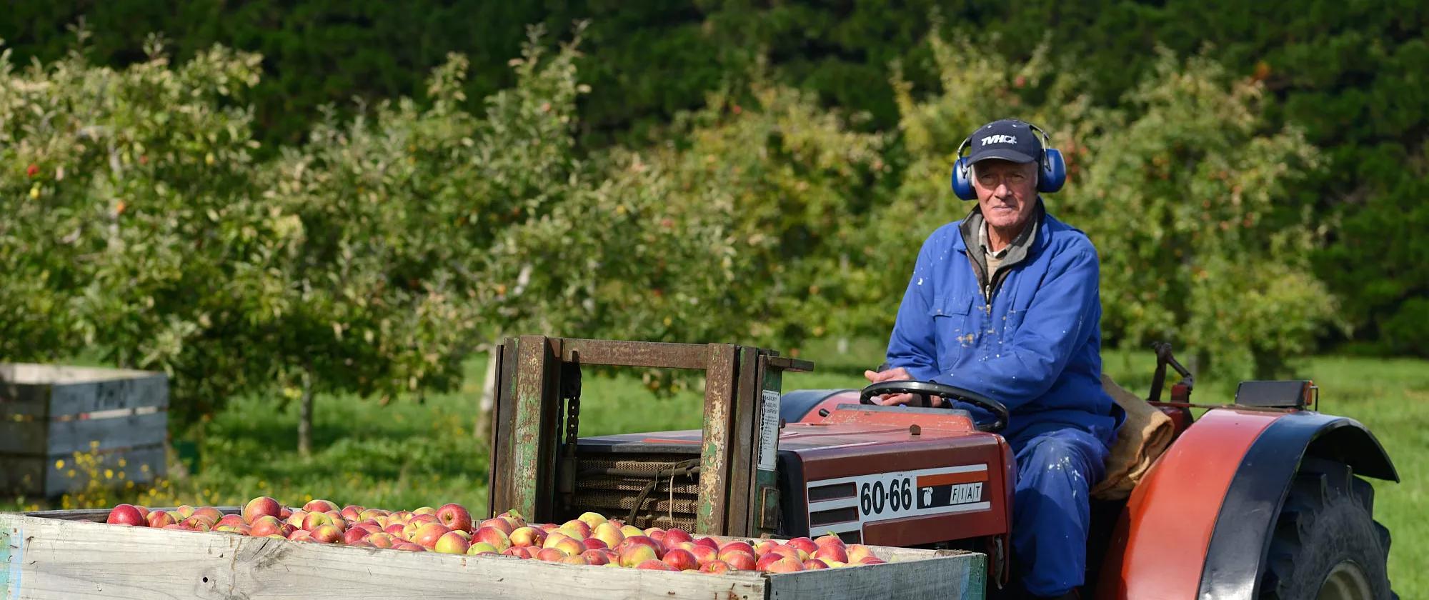 A worker in the apple orchard in New Zealand