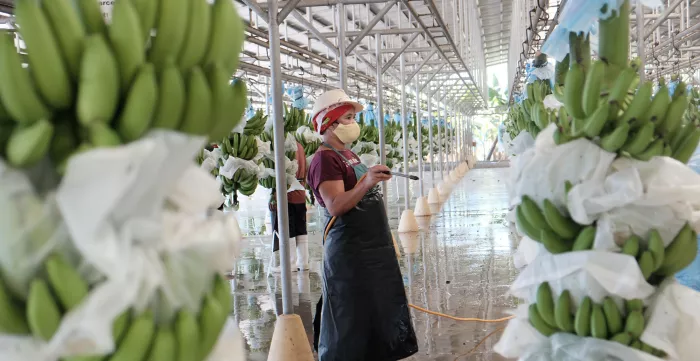 female worker in banana processing